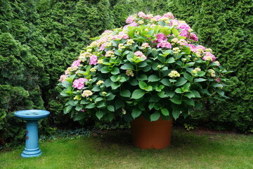 Hydrangea as a container plant in the garden