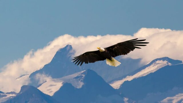 Bald eagle flying and gliding slowly and majestic on the sky over high mountains. Concept of wildlife and pure nature.