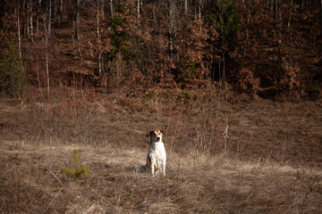 sitting dog stock photo