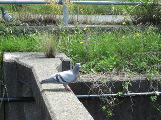 鳩