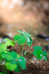 Clover leaves and drops of water in the rainy season