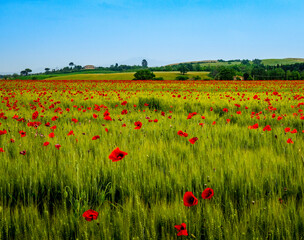 Red poppy field in Tuscany Italy