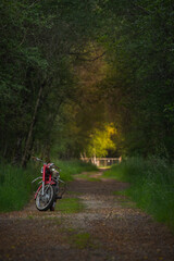 bonita moto antiga vermelha no caminho na floresta