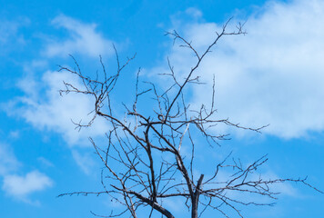 dry tree against a bright blue sky 
