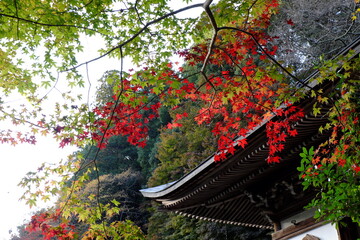 女人高野 室生寺  Woman koya Muroji Temple
