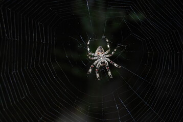 Mature Female Araneus diadematus, European Garden Spider, Araneidae Family, Orb weaving spider