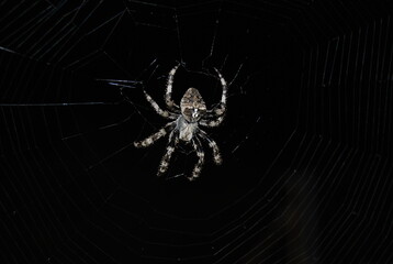 Mature Female Araneus diadematus, European Garden Spider, Araneidae Family, Orb weaving spider
