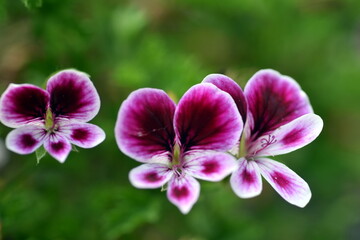 Blüten einer violett-weißen Geranie