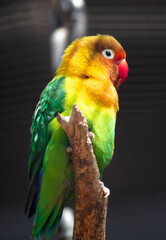 Lovebird parrot in the park on nature.