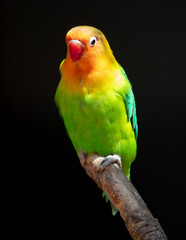 Obraz na płótnie Canvas Lovebird parrot in the park on nature.