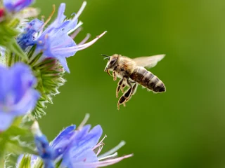 Fotobehang A bee collects honey on blue flowers © schankz