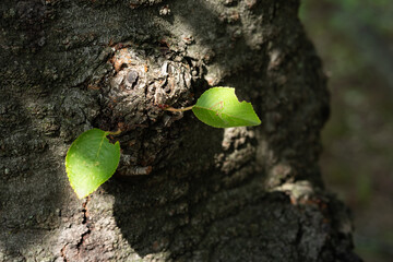 木の枝の切り株から生えた２枚の葉に当たる木漏れ日