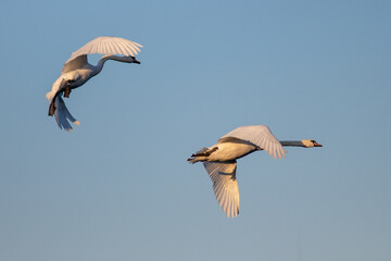 Obraz premium Swan in flight