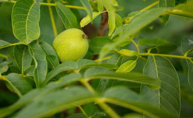 Walnuts on tree branches in the summer.