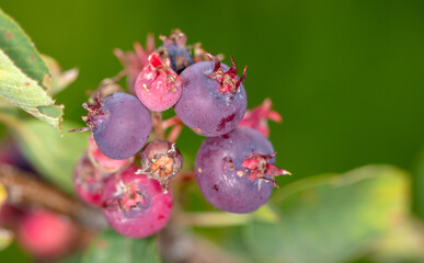 Red Amelanchier on tree branches in summer.