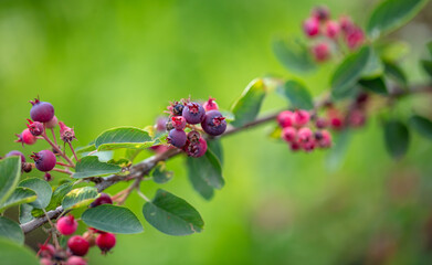 Red Amelanchier on tree branches in summer.