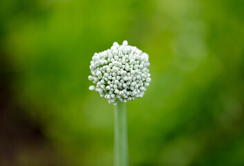 White flower on a green onion.