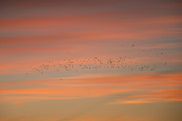A large flock of birds against the red evening sky.