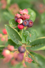 Red Amelanchier on tree branches in summer.