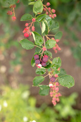 Red Amelanchier on tree branches in summer.
