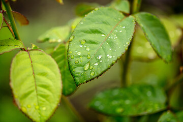 Close-up of a drop of water on a green leaf
