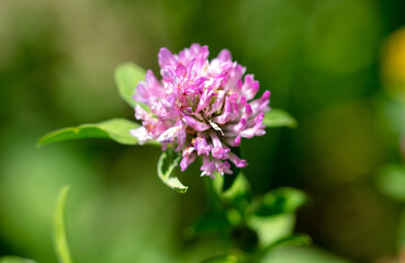 Beautiful purple flowers in the summer park.
