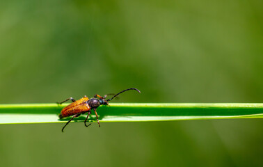 Close-up of a beetle on the grass in nature.