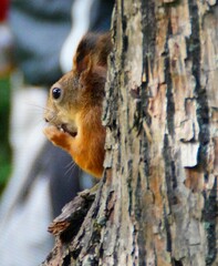 Obraz premium red-haired fluffy squirrel peeks out from behind a tree