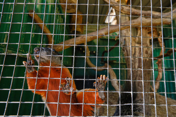 A Prevost squirrel that climbs high against the mesh