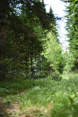 path in the forest