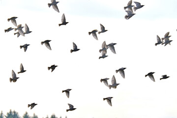 Flying pigeons. Flock, flight of birds. Free birds isolated on a white background