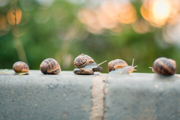 escargots à la queue leu-leu