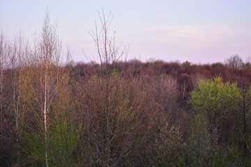 green forest in early spring at sunset