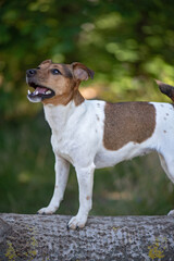 Portrait of Jack Russell Terrier on a lying tree in the forest. Close-up photographed.