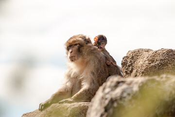 Bébé macaque sur le dos de sa mère