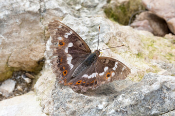 Macro d'un papillon marron tacheté orange et blanc sur un rocher