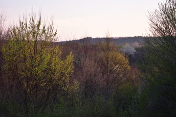 green forest in early spring at sunset
