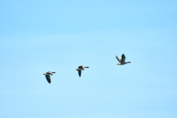 Obraz premium A group of gray geese, dark gray-brown goose, flying against a fresh blue sky