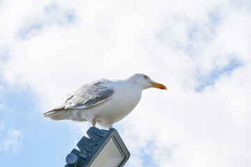 A seagull sits against the blue sky in the sun