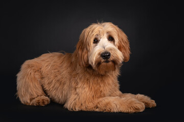 Friendly red apricot young adult Labradoodle / Cobberdog, laying down side ways. Looking towards camera with brown eyes. Isolated on black background. Mouth closed.