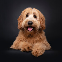 Friendly red apricot young adult Labradoodle / Cobberdog, laying down facing front. Looking towards camera with brown eyes. Isolated on black background. mouth open, tongue out.