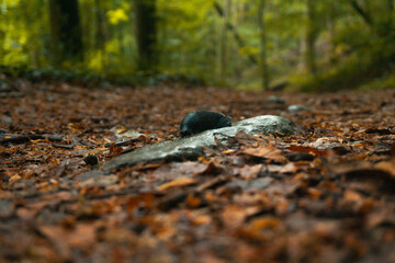 Schnecke im Wald