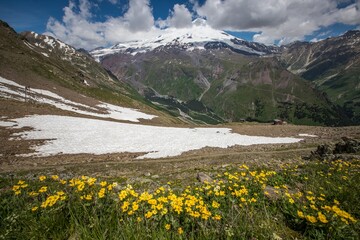 Amazing snowy Elbrus mount from Cheget mountain. Beautiful yellow flowers on the foreground. The Caucasus Mountains in Southern Russia, Kabardino-Balkaria region.