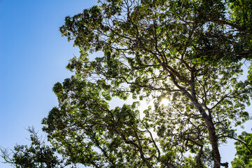 The sun shines brightly through the branches of trees and dense green foliage, against a bright blue sky. A warm summer day in the forest