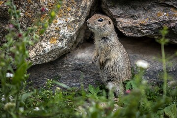 Portrait of cute gopher looking somewhere with interest.  Gopher is sitting near big rocks.