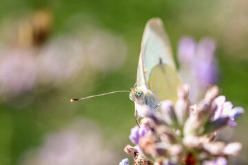 macro papillon blanc butinant de la lavande