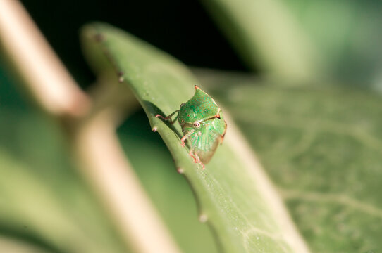 Petit insect vert, le membracide bison - Stictocephala bisonia