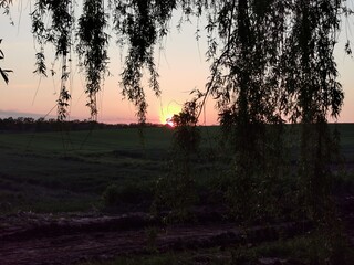 sunset in the forest