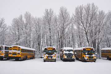 Yellow school buses covered in snow