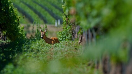 deer, tier, natur, wild lebende tiere, säugetier, wild, wald, gras, green, kitz